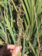Machaerina mariscoides