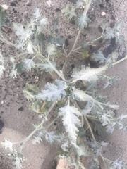 Dicoria canescens