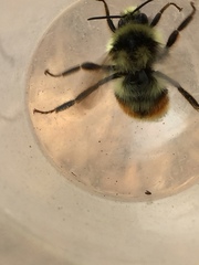 Bombus vancouverensis vancouverensis