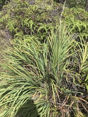 Machaerina mariscoides