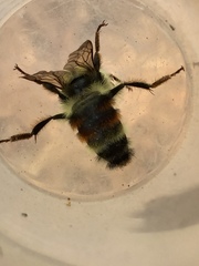 Bombus vancouverensis vancouverensis