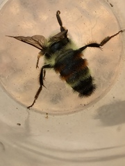 Bombus vancouverensis vancouverensis