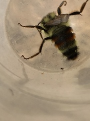 Bombus vancouverensis vancouverensis