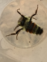 Bombus vancouverensis vancouverensis