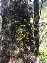Psilotum complanatum