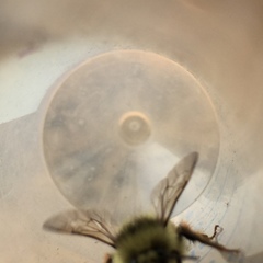 Bombus vancouverensis vancouverensis