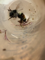 Bombus vancouverensis vancouverensis