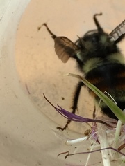 Bombus vancouverensis vancouverensis