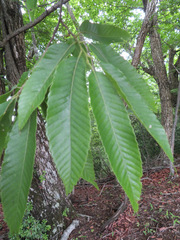 Castanea crenata