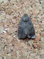 Apterogenum ypsillon