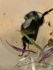 Bombus vancouverensis vancouverensis