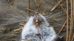 Peromyscus melanotis