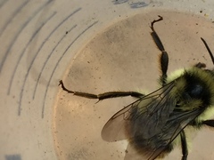 Bombus vancouverensis vancouverensis
