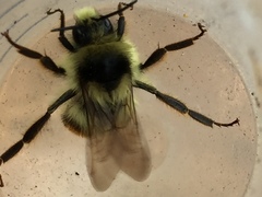 Bombus vancouverensis vancouverensis