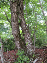 Castanea crenata