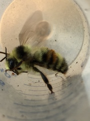 Bombus vancouverensis vancouverensis