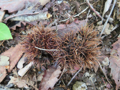 Castanea crenata