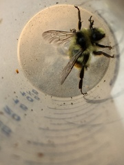 Bombus vancouverensis vancouverensis