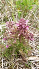 Pedicularis palustris