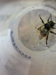 Bombus vancouverensis vancouverensis