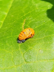 Coccinellidae