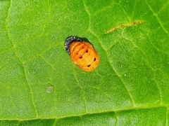 Coccinellidae