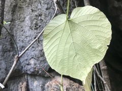 Cissus reniformis