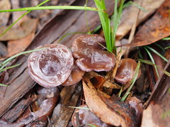 Thaxterogaster submagellanicus