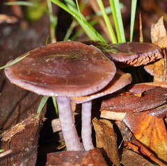 Thaxterogaster submagellanicus