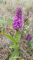Dactylorhiza purpurella