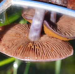 Thaxterogaster submagellanicus