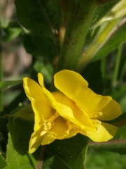 Oenothera rubricaulis