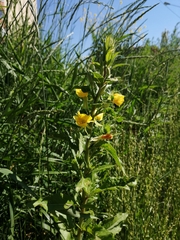 Oenothera rubricaulis