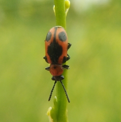 Crioceris quinquepunctata
