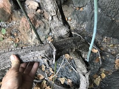 Cissus reniformis