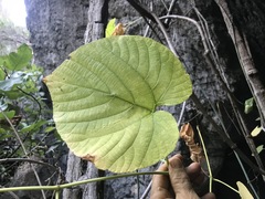 Cissus reniformis