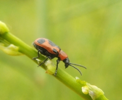 Crioceris quinquepunctata