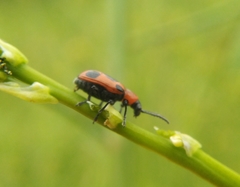 Crioceris quinquepunctata
