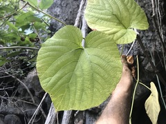 Cissus reniformis