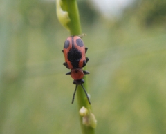 Crioceris quinquepunctata