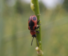 Crioceris quinquepunctata
