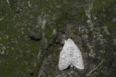 Cnethodonta grisescens