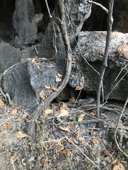 Cissus reniformis