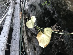 Cissus reniformis