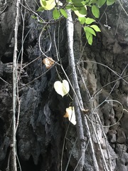 Cissus reniformis