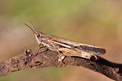 Aiolopus thalassinus dubius