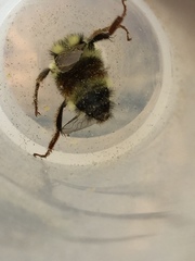 Bombus vancouverensis vancouverensis
