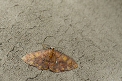 Discoglypha locupletata