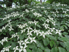 Cornus kousa