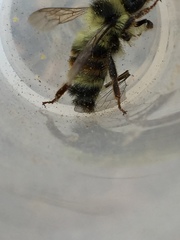 Bombus vancouverensis vancouverensis